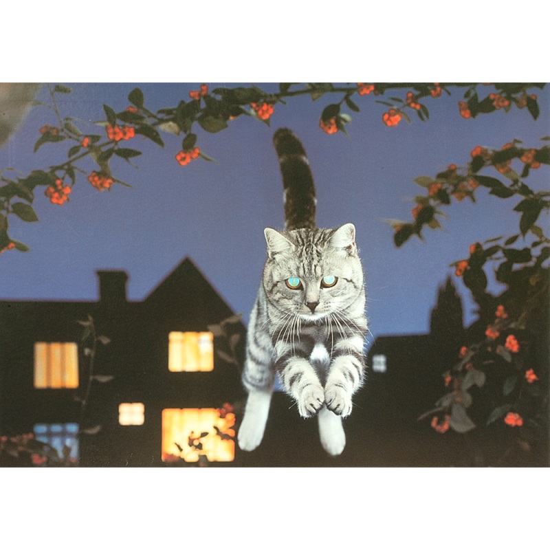 A Leap In The Dark  1000 Piece Jigsaw Puzzle (HOP)
